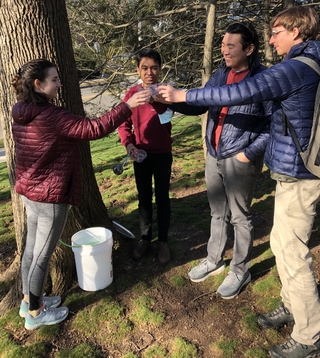 Students tap Maple tree